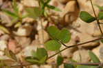 Creeping lespedeza